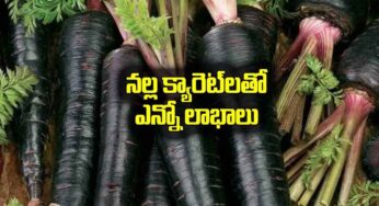 Black Carrot : న‌ల్ల క్యారెట్ల‌ను తింటే ఎన్ని లాభాలో..!