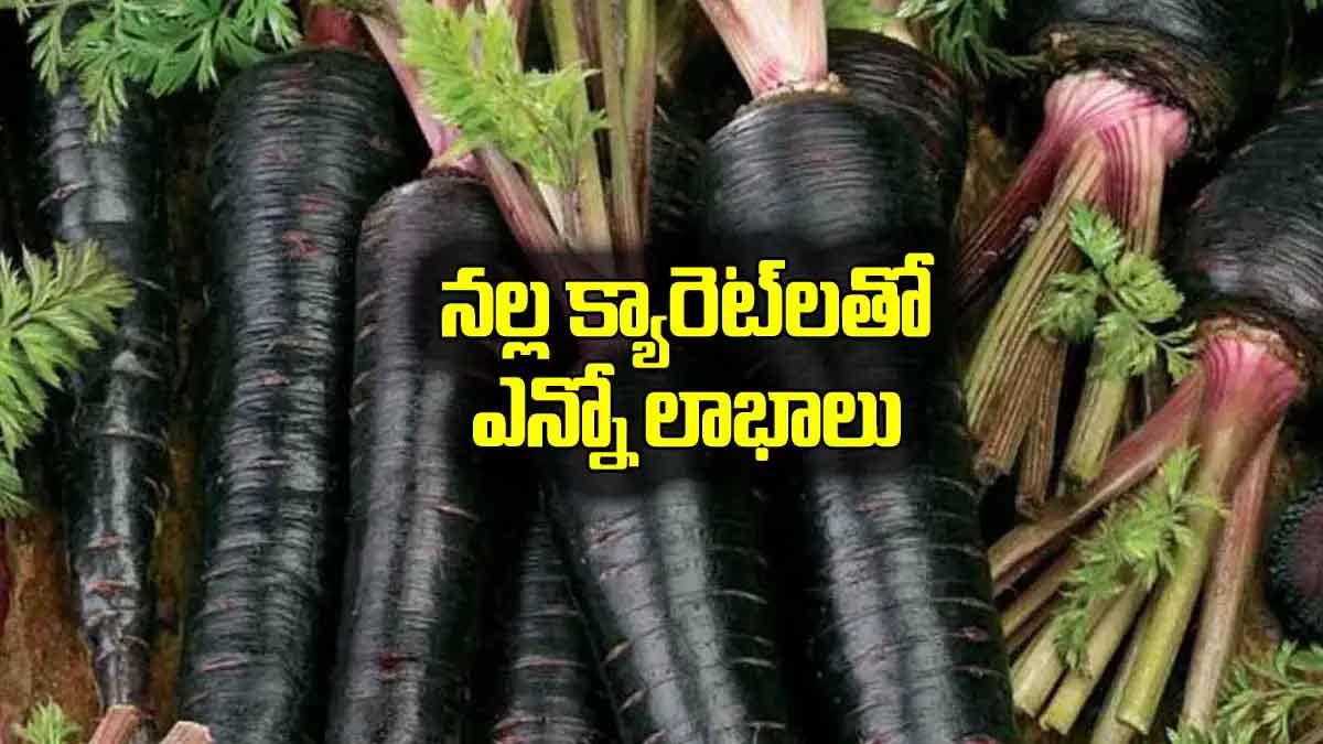 many wonderful health benefits of black carrots 