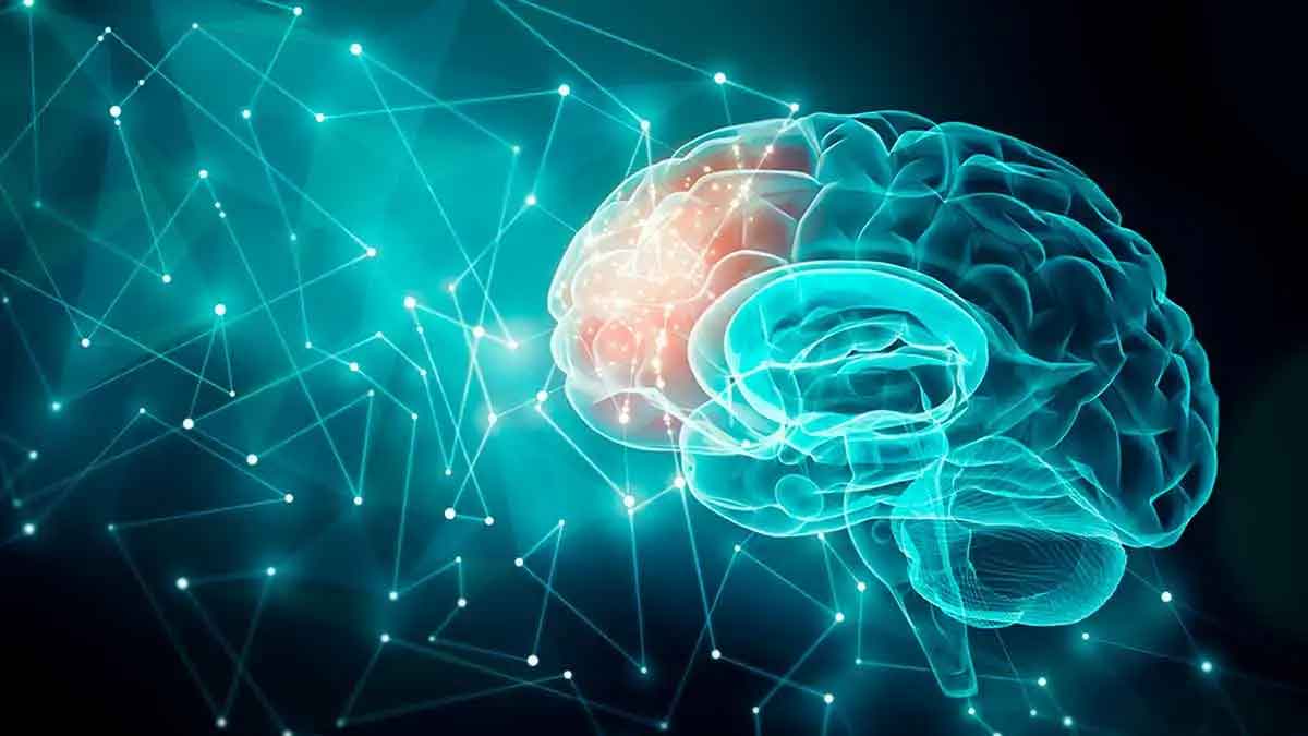 Brain Size And Intelligence what experts say