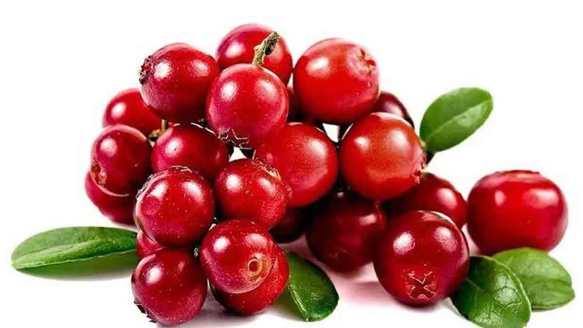 wonderful health benefits of cranberries 