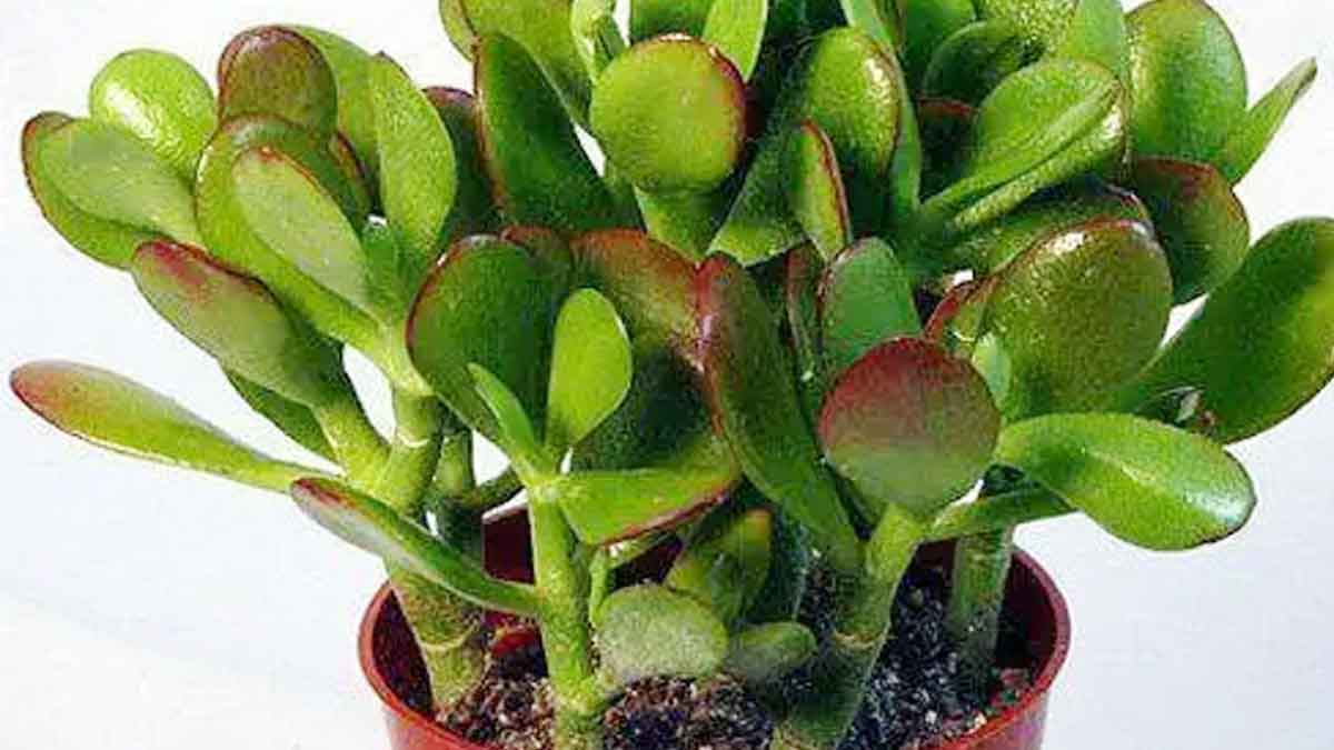 grow crassula plant in home to attract wealth 