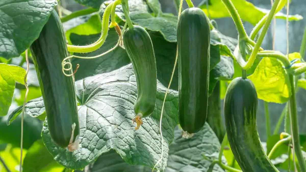 here it is how you can grow cucumber at home easily 