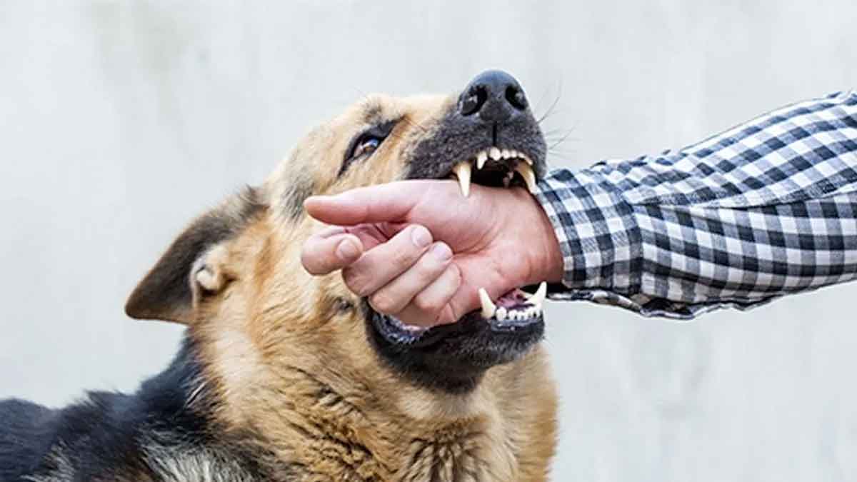 what to do when dogs chase you 