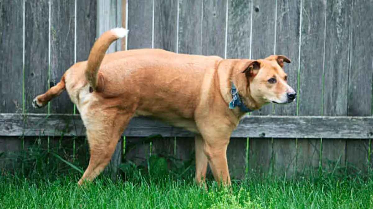 why dogs urinate by lifting one leg 