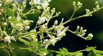 Drumstick Flowers : మున‌గ పువ్వుల‌ను అంత తేలిగ్గా తీసిపారేయ‌కండి.. వీటితో ఏం జ‌రుగుతుందో తెలుసా..?