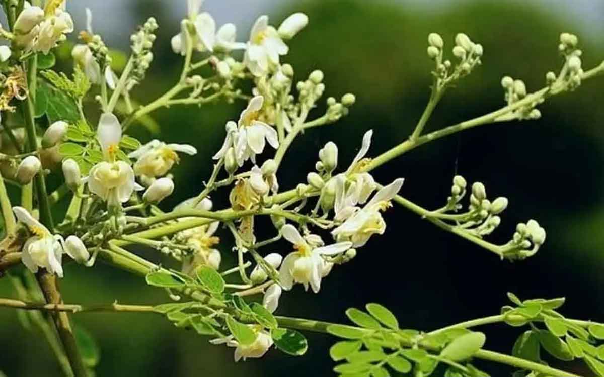 drumstick flowers many wonderful health benefits 