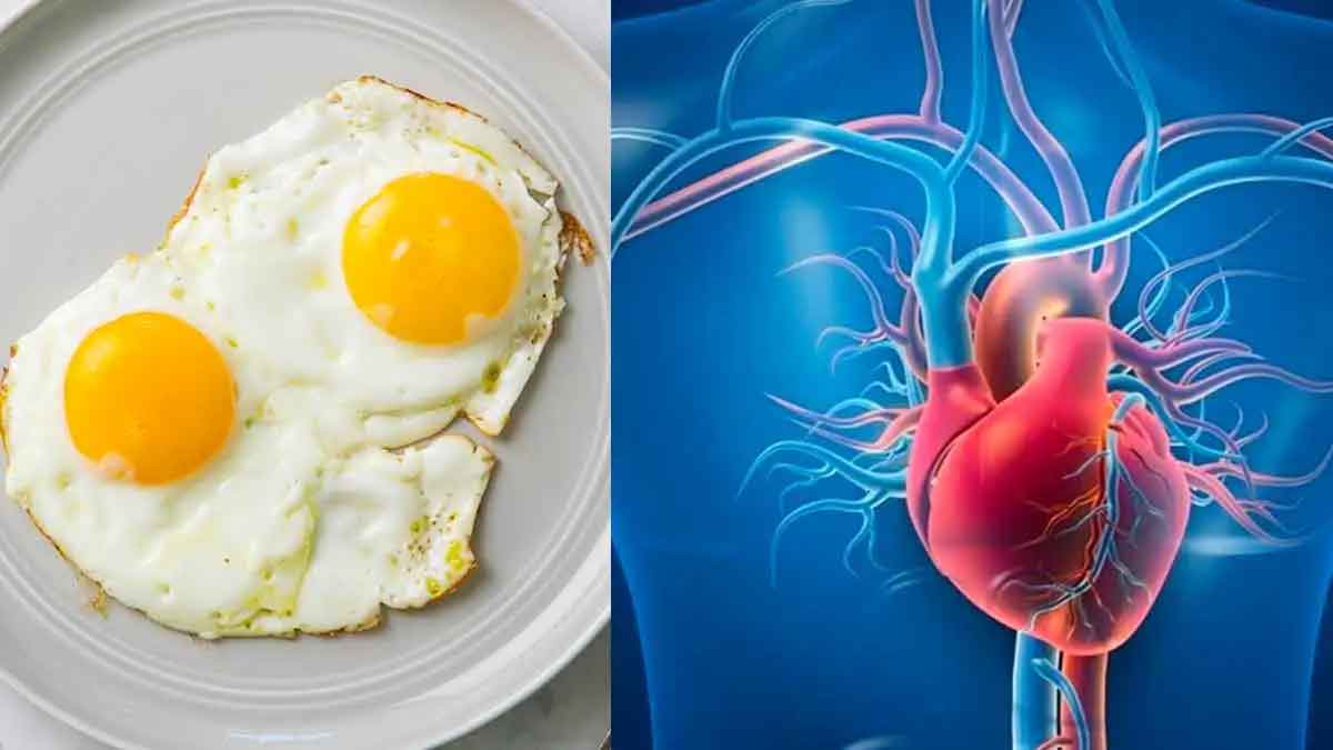 take daily one egg for heart health 