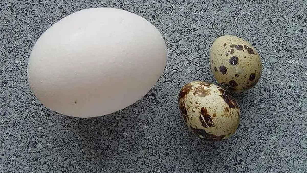 what is the difference between hen eggs and quail eggs 