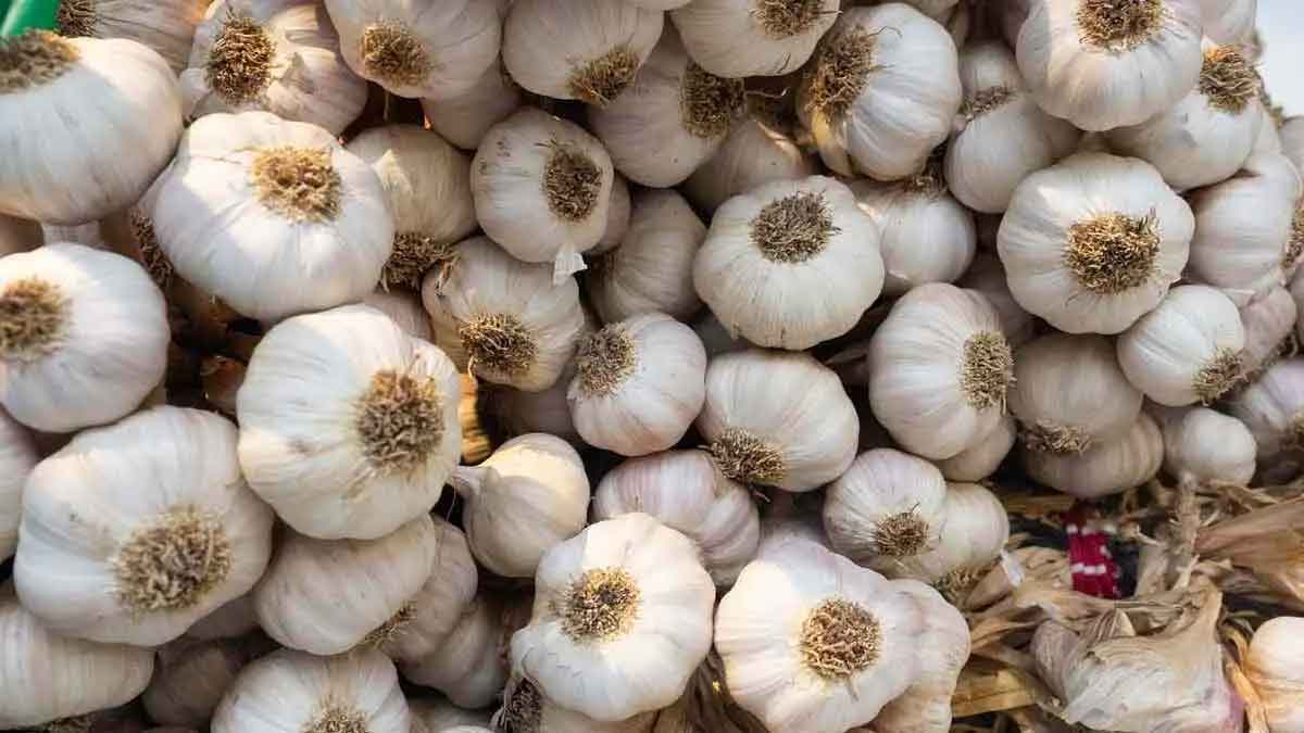 what happens if you take garlic at night 