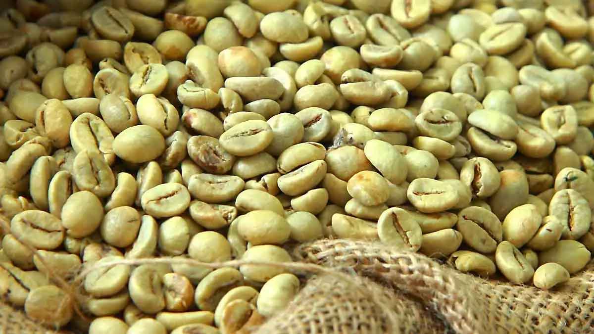 green coffee beans wonderful health benefits 