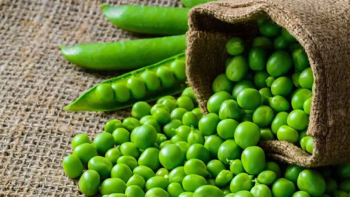 many wonderful health benefits of green peas 