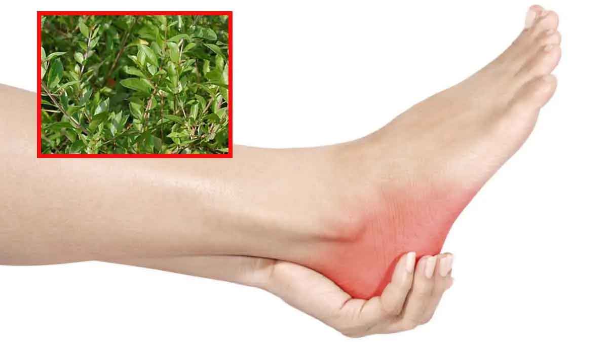 follow this remedy to get rid of ankle pain 