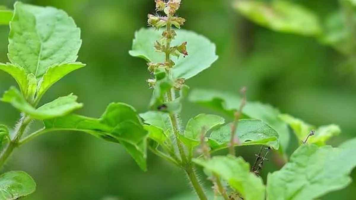 take holy basil leaves 4 on empty stomach you will be disease free