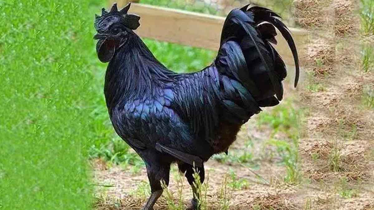 why kadaknath chicken price is higher 