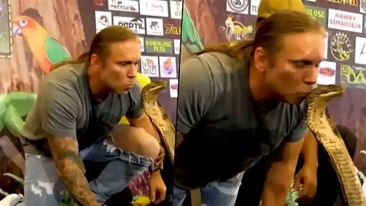 this man touched king cobra head viral video 