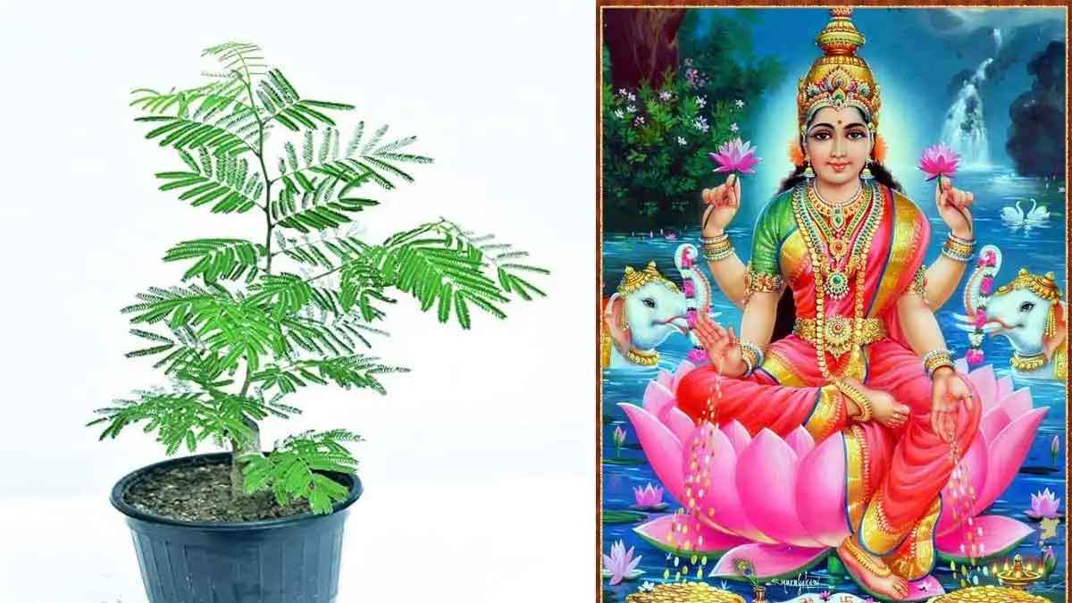 donate this plant on saturday to attract wealth 