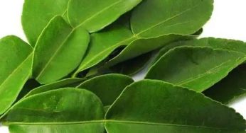 Lemon Leaves : ఈ ఆకుల‌తో ఎన్ని ప్ర‌యోజ‌నాలు క‌లుగుతాయో తెలుసా..?