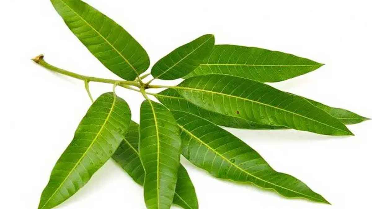 you can sell mango leaves online and earn money 