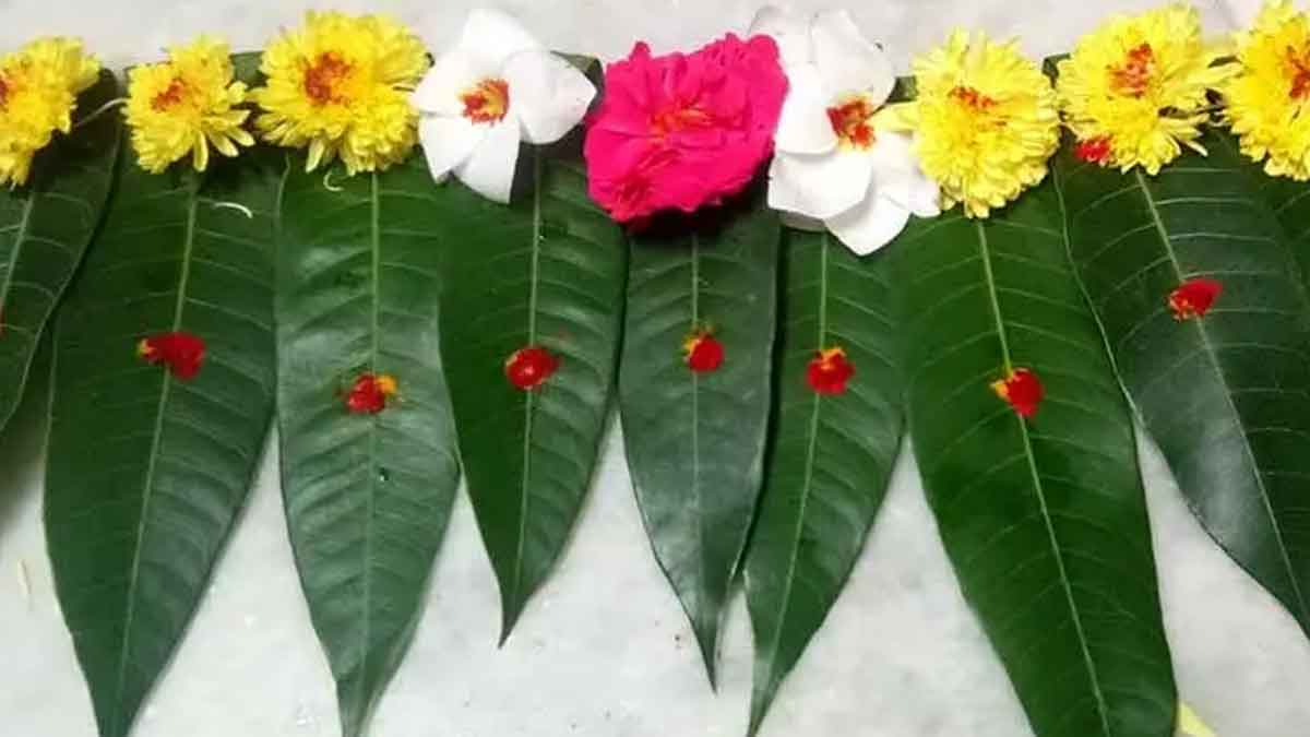 why mango leaves are decorated for festivals 