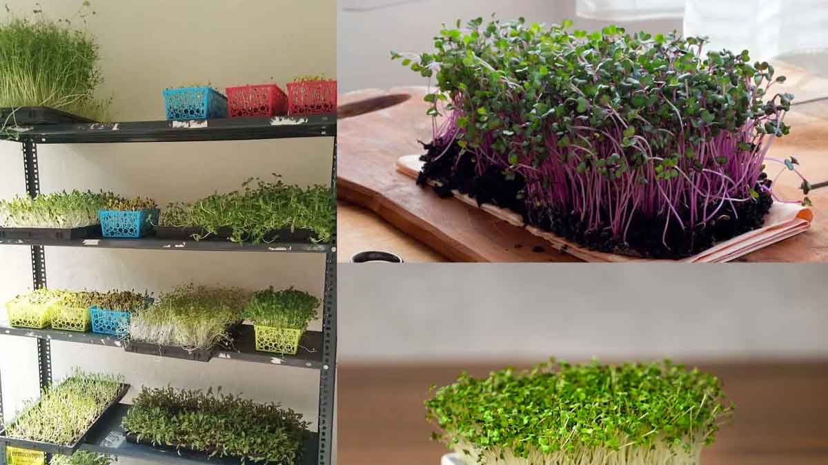 with micro greens business you can earn good income 