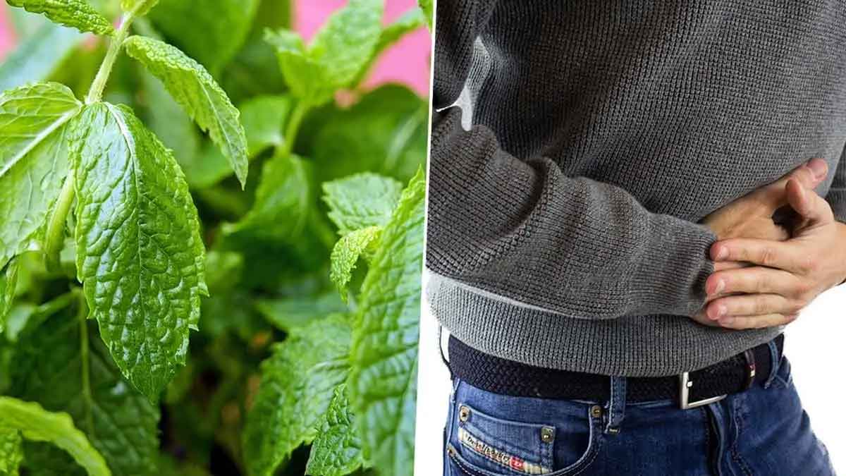 mint leaves can cure indigestion 