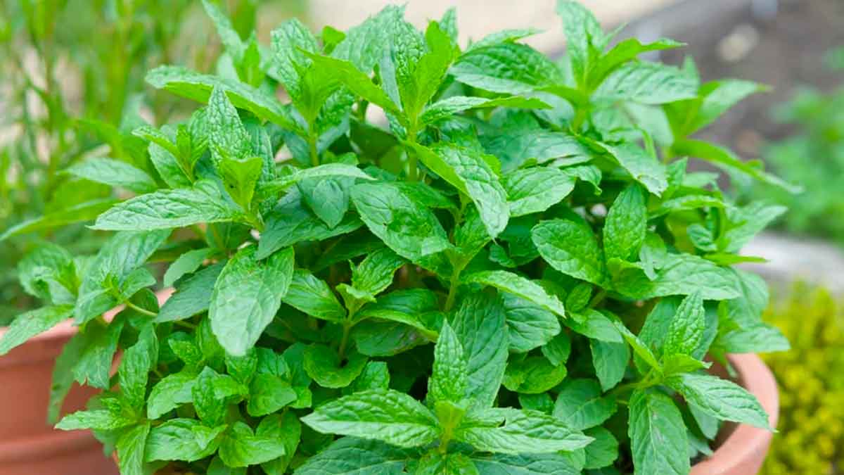 many wonderful health benefits of mint leaves 