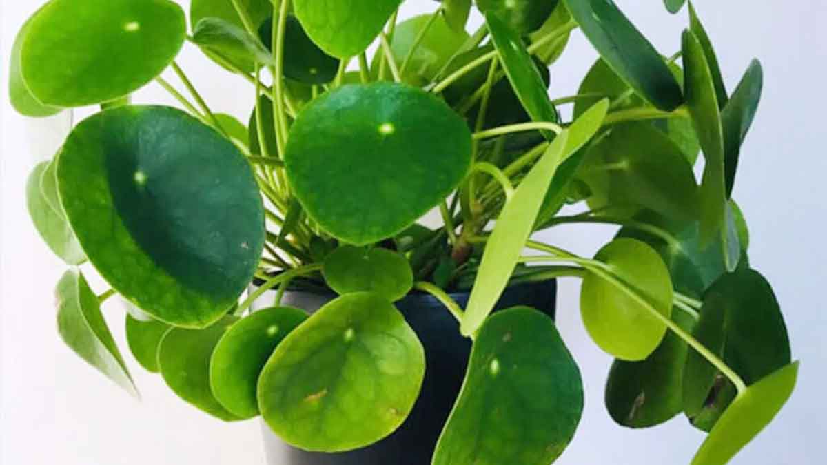 put these plants in your home for luck and wealth 