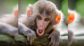 Monkey In Dream : క‌ల‌లో కోతి క‌నిపించిందా.. అయితే జ్యోతిష్య శాస్త్రం ప్ర‌కారం ఏం జ‌రుగుతుందో తెలుసా..?