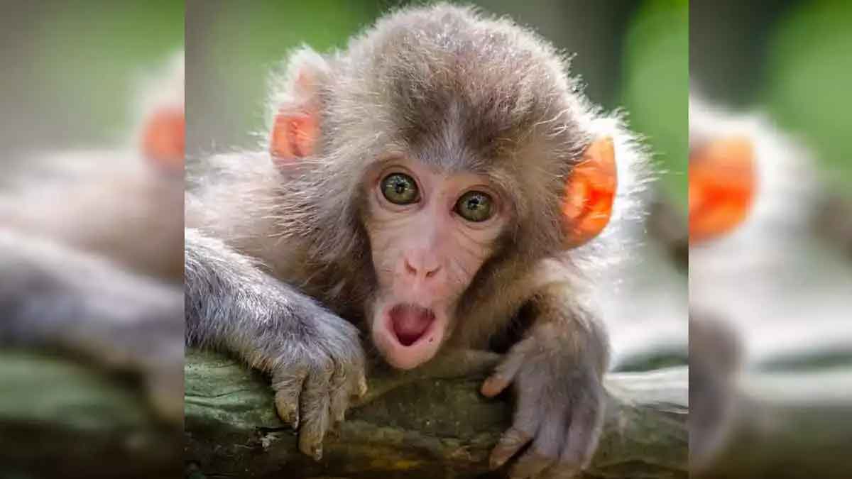 what happens if you see monkey in your dream 