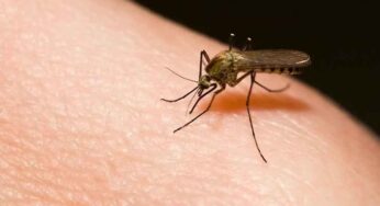 Mosquitoes : దోమ‌లను త‌ర‌మాలంటే ఈ స‌హ‌జ‌సిద్ధ‌మైన చిట్కాలను పాటించండి..!