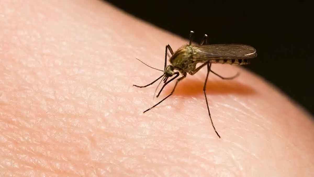 follow these tips to get rid of mosquitoes 