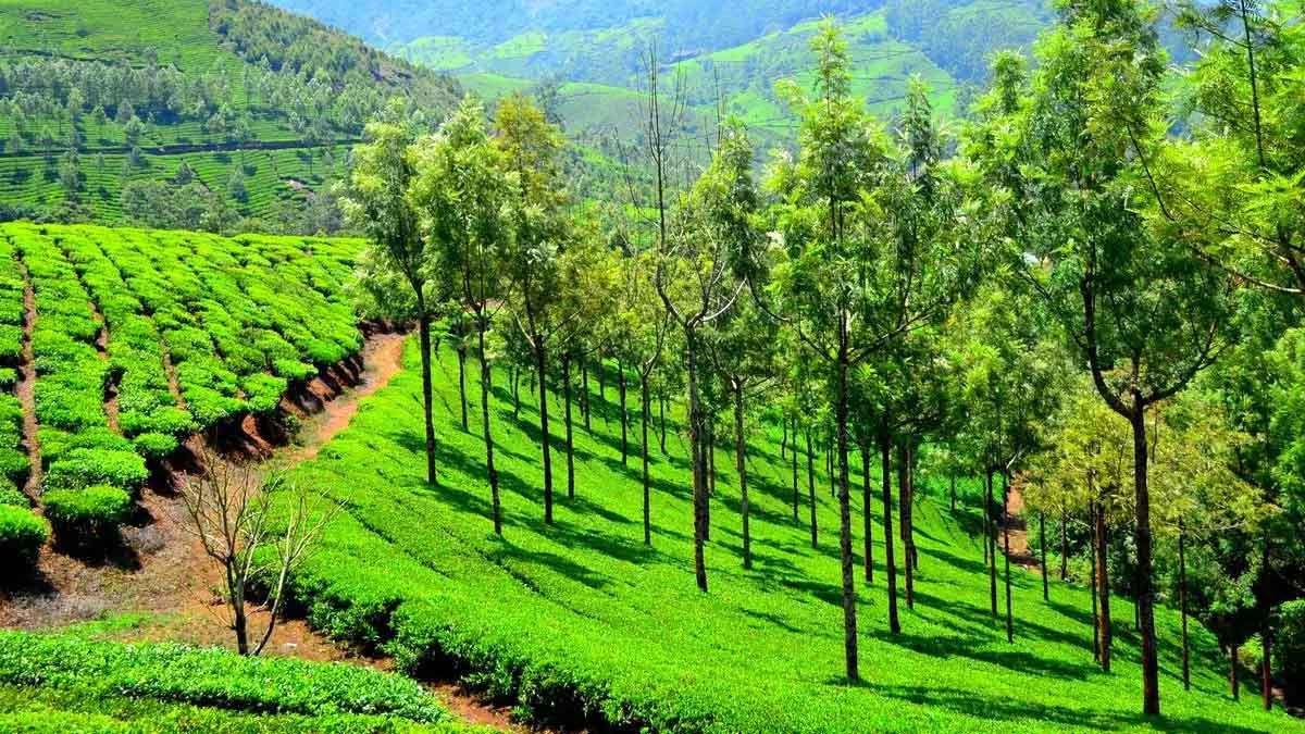 if you go to munnar you must visit these places 