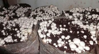 Mushroom Business : ఇంట్లోనే త‌క్కువ స్థ‌లంలో పుట్ట‌గొడుగుల‌ను పెంచుతూ ల‌క్ష‌లు సంపాదించండి ఇలా..!