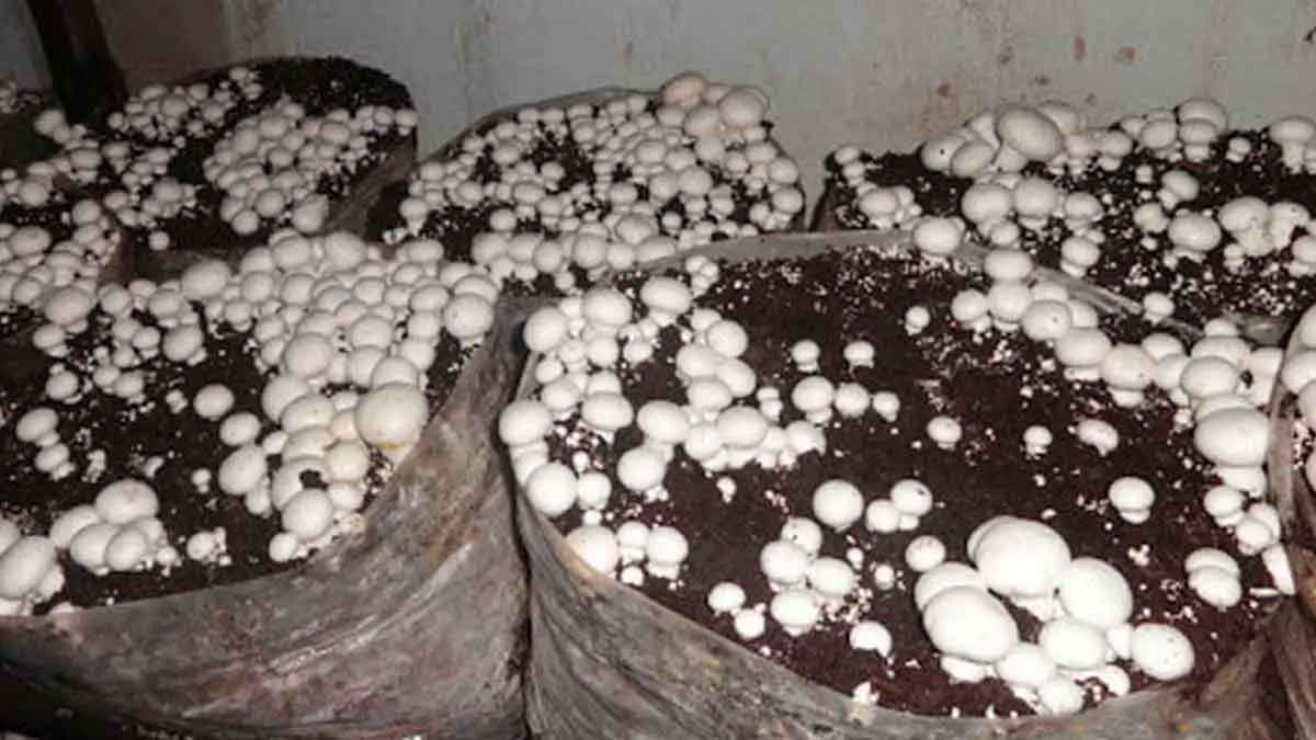 you can earn good income by growing mushrooms 