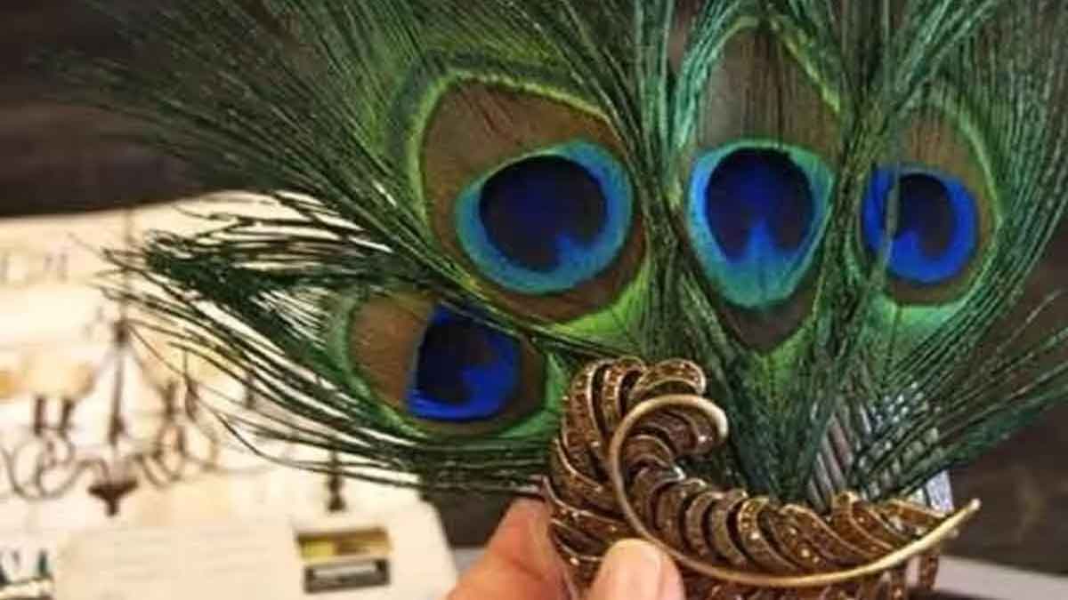 put peacock feathers in your home to attract wealth 