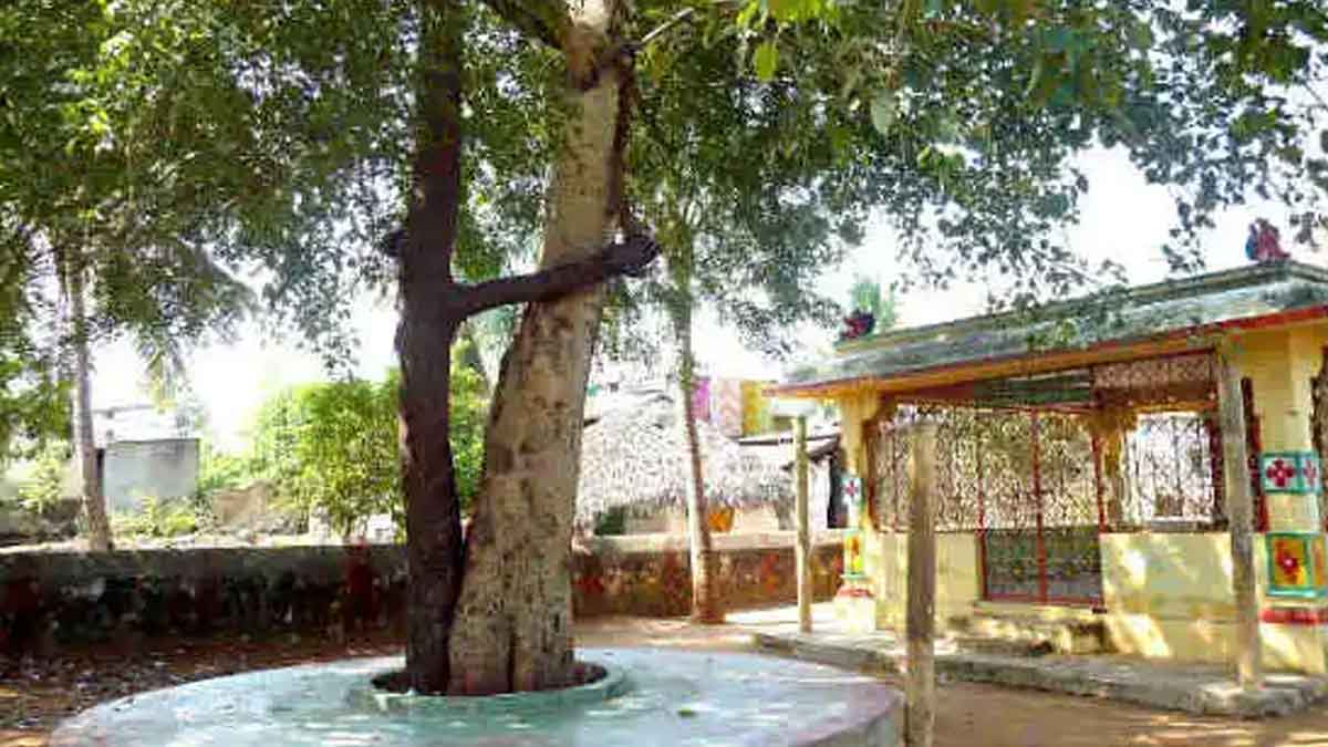 why people marry peepal and neem trees 