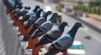 Pigeons : వామ్మో.. అక్క‌డి పావురాళ్లకు కోట్ల రూపాయ‌ల‌ ఆస్తి ఉంది తెలుసా.. దీని వెనుక క‌థ ఏమిటంటే..?