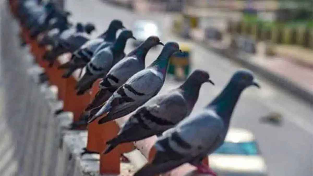 do you know that these pigeons have crores of assets 