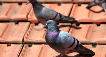 Pigeon In Home : పావురాలు ఇంట్లో గూడు కడితే.. శుభమా.. అశుభమా..?