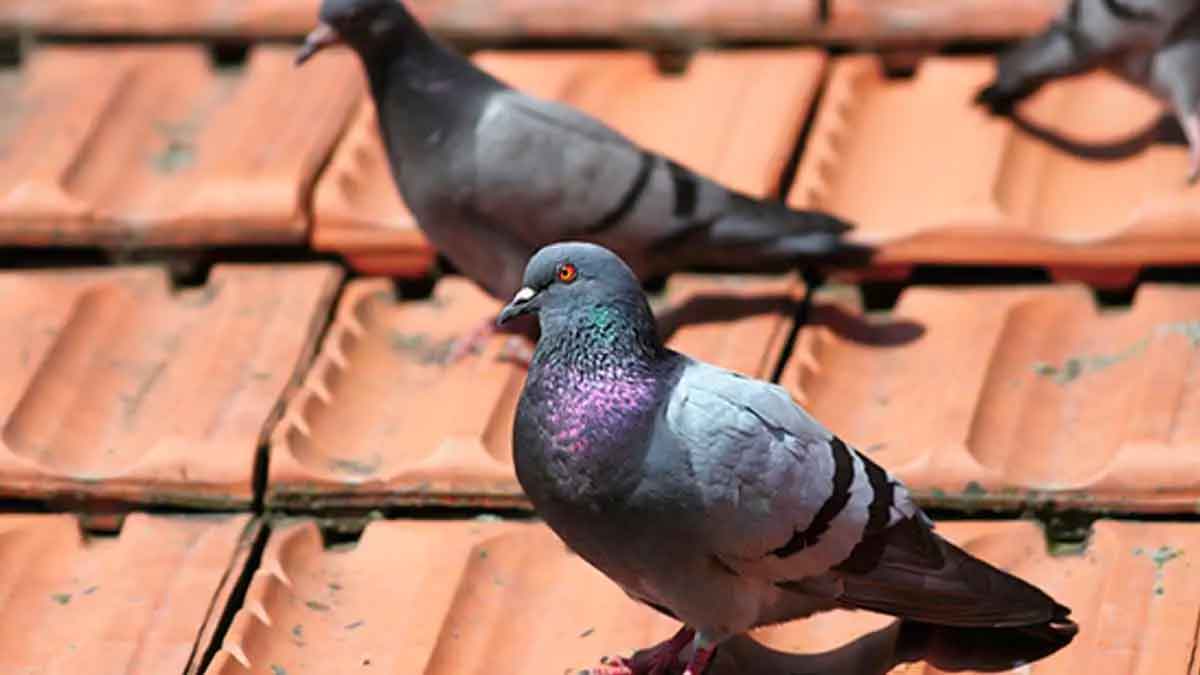 is it ok if pigeons farm nest in home 