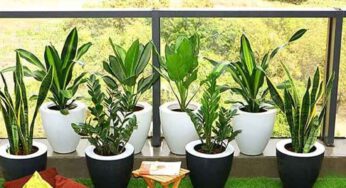 Balcony Plants : మీ బాల్క‌నీ ఏ దిక్కు ఉంది.. దాన్ని బ‌ట్టి మొక్క‌ల‌ను ఇలా పెంచుకోండి..!