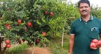 Pomegranate Farming : 8 ఎక‌రాల్లో దానిమ్మ పండ్ల పంట‌.. ఏడాదికి రూ.1.80 కోట్లు సంపాదిస్తున్న వ్య‌క్తి..