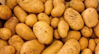 Potato : ఆలుగ‌డ్డ‌ల‌ను తింటే బ‌రువు పెరుగుతారా.. వైద్యులు ఏమంటున్నారు..?