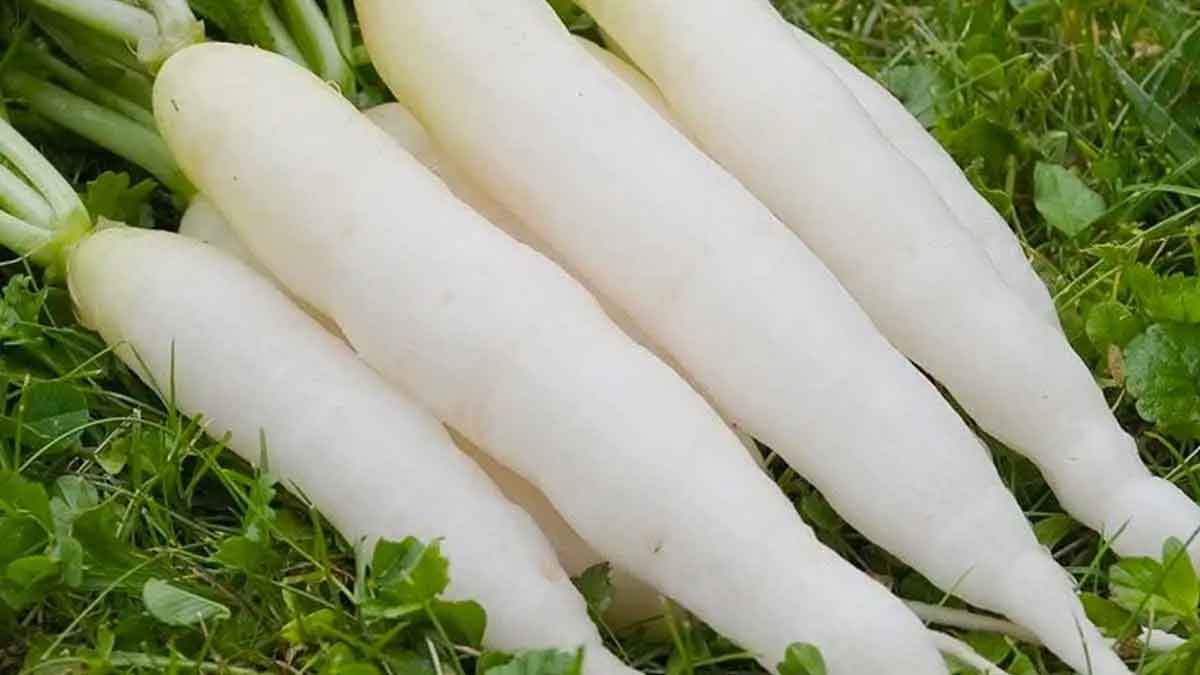 white radish amazing health benefits 