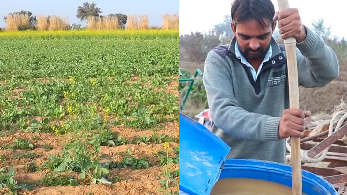 rakesh sihag from haryana earns good income in farming 