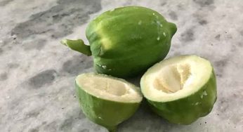 Raw Papaya : ప‌చ్చి బొప్పాయిని కూడా తిన‌వ‌చ్చు తెలుసా.. ఎన్ని లాభాలు క‌లుగుతాయంటే..?