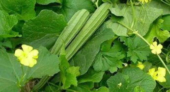 Ridge Gourd Plant : బీరకాయ‌లు ఎక్కువ‌గా కాయాలంటే.. మొక్క‌ల‌ను ఇలా పెంచండి..!