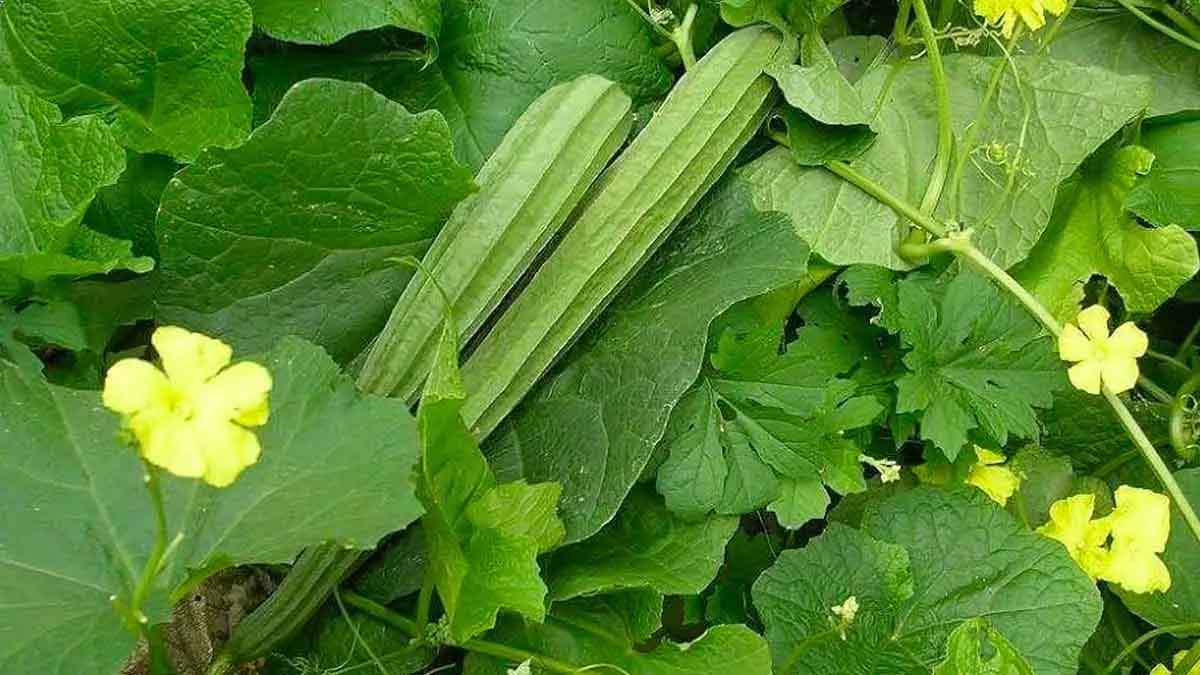 follow these steps for ridge gourd plant growth 