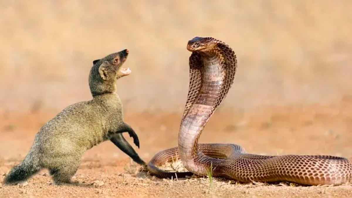 how mongoose and snake became enemies 