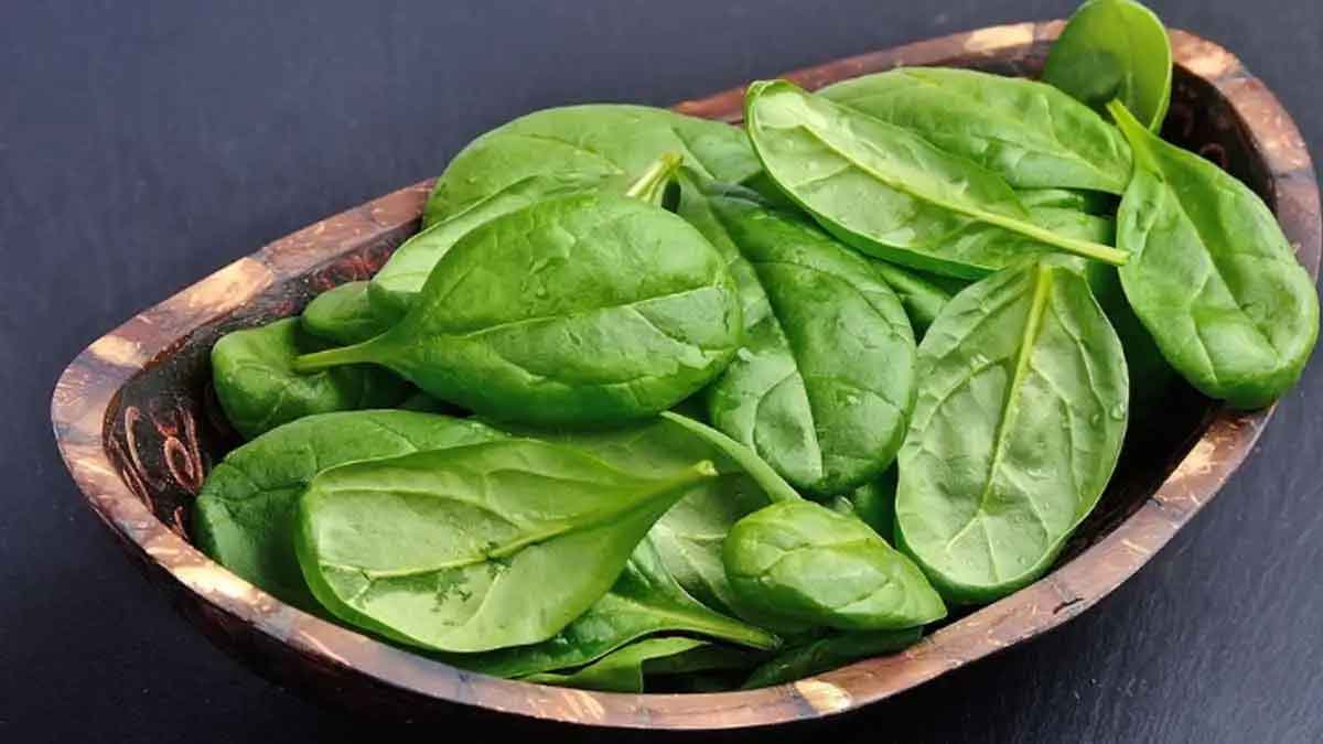 many wonderful health benefits of taking spinach juice 